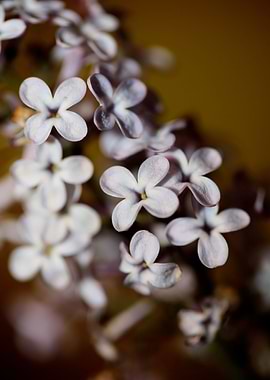 Syringa flowering oleaceae