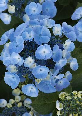 hydrangea in bloom in spri