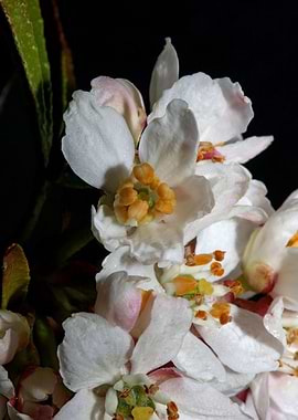 White flower blossom macro