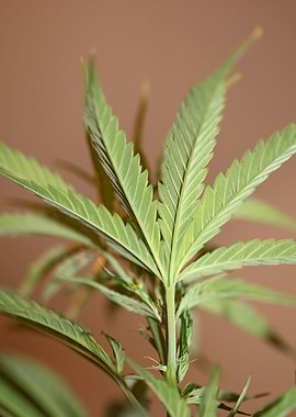 Cannabis plant close up