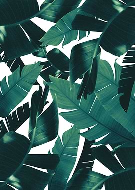 Banana Palm Jungle 2