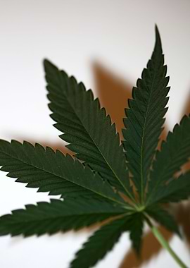 Cannabis leaf close up