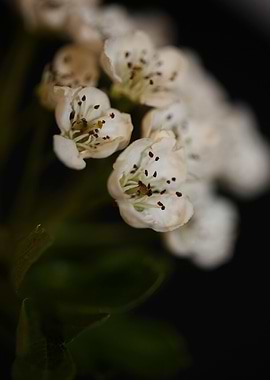 Crataegus monogyna flowers