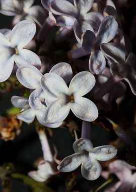 Syringa flower blossoming