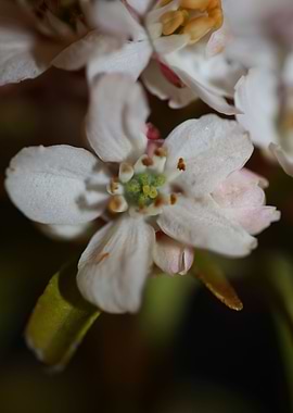 White choisya flower macro