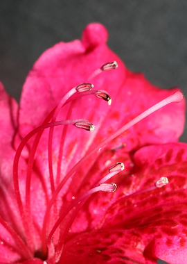 Red rhododendron stamens