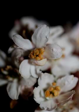 Choisya ternata flowering