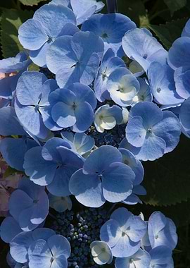 hydrangea in bloom in spri