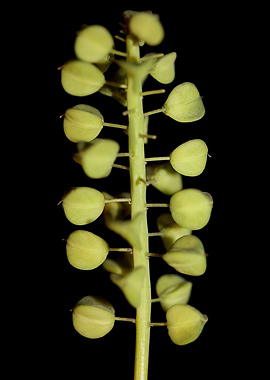 Muscari neglectum fruits