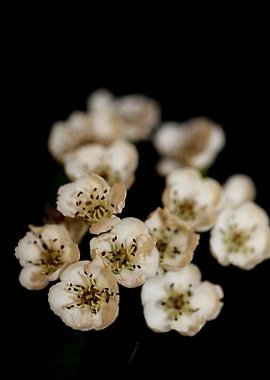 Crataegus monogyna flowers