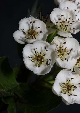 White flowers blossoming