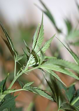 Cannabis plant flowering