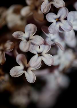 Syringa vulgaris flowering