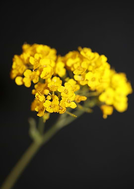 Aurinia saxatilis close up