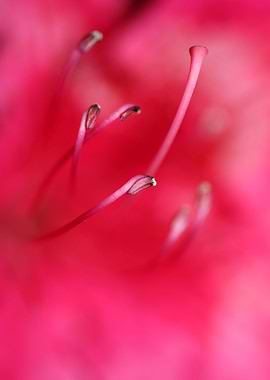 Red rhododendron stamens
