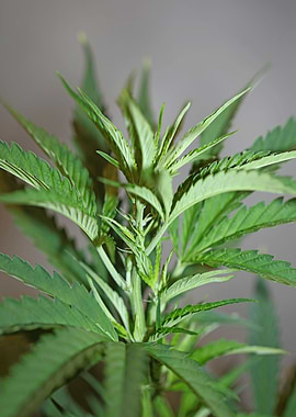 Cannabis plant flowering