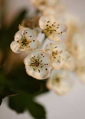 Crataegus flowers close up