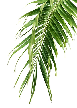 Palm Leaf Jungle Cali 2