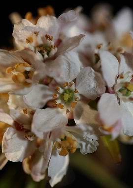 Choisya flowering rutaceae