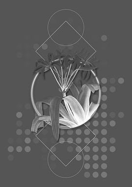 Circle Crinum Erubescens