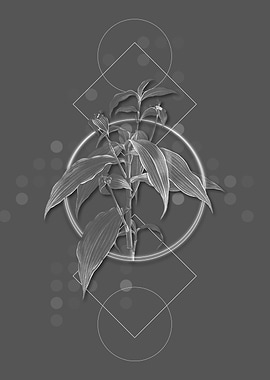 Moody Commelina Zanonia