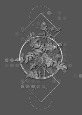 Pink Rosebush Bloom Flower