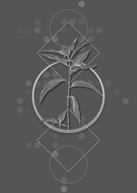 Grey Geometric Dayflower