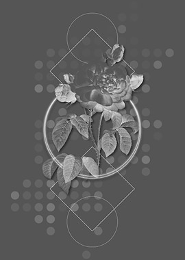 Duchess of Orleans Rose