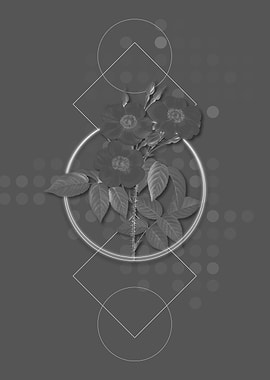 Vintage Rose of Castile