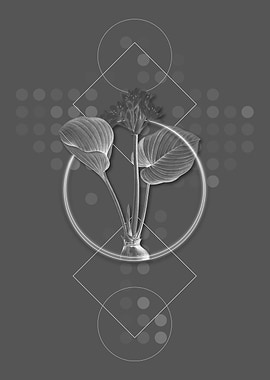 Ghostly Gray Cardwell Lily