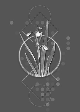 Vintage Tall Bearded Iris