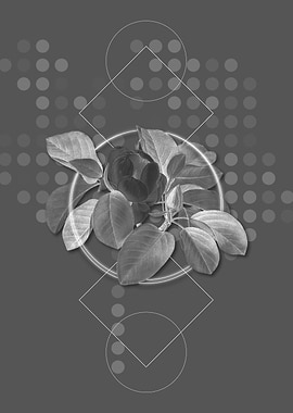 Gray Magnolia Elegans