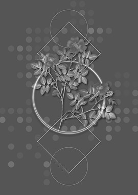 Moody Blooming Rose Corymb