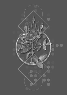 Vintage Mossy Pompon Rose