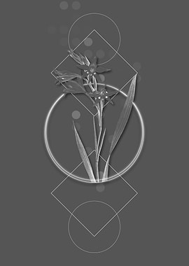 Gray Gladiolus Cuspidatus