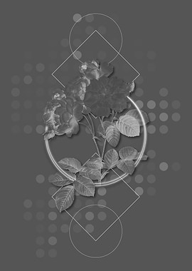 Vintage Pink Damask Rose