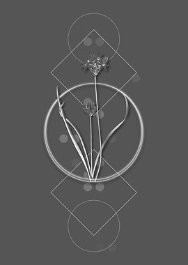 Three Cornered Leek Flower