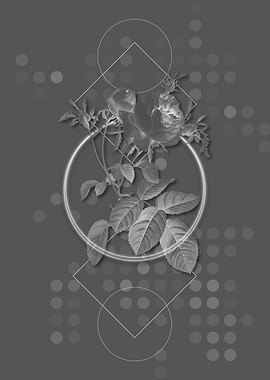 Pink Cabbage Rose de Mai