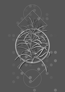 Narrow Leaved Spider Flowe