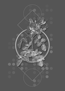 Vintage Four Seasons Rose