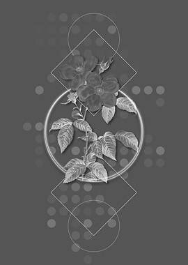 Tea Scented Roses Bloom