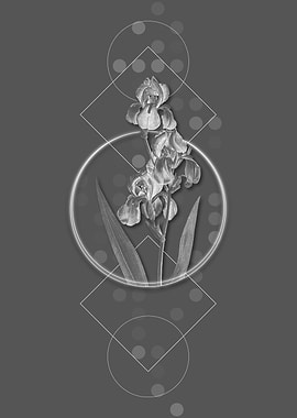 Grey Moody Dalmatian Iris