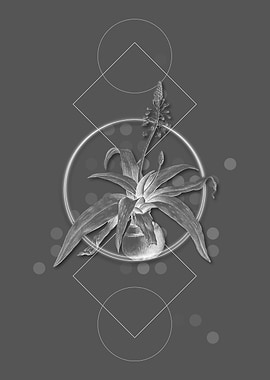 Lachenalia Lanceaefolia