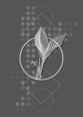 Vintage Koemferia Longa