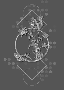 Moody Commelina Tuberosa