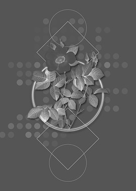 Twin Flowered White Rose