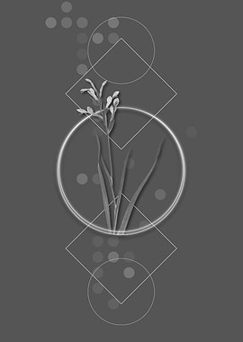 Grey Gladiolus Cunonius