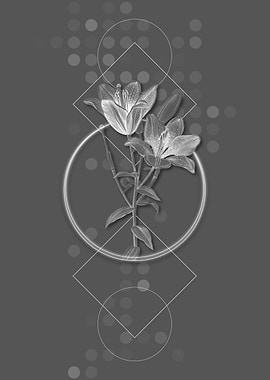 Gray Orange Bulbous Lily