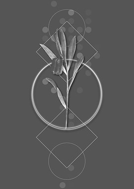 Fritillaria Latifolia