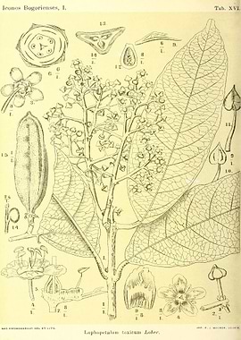 Lophopetalum toxicum